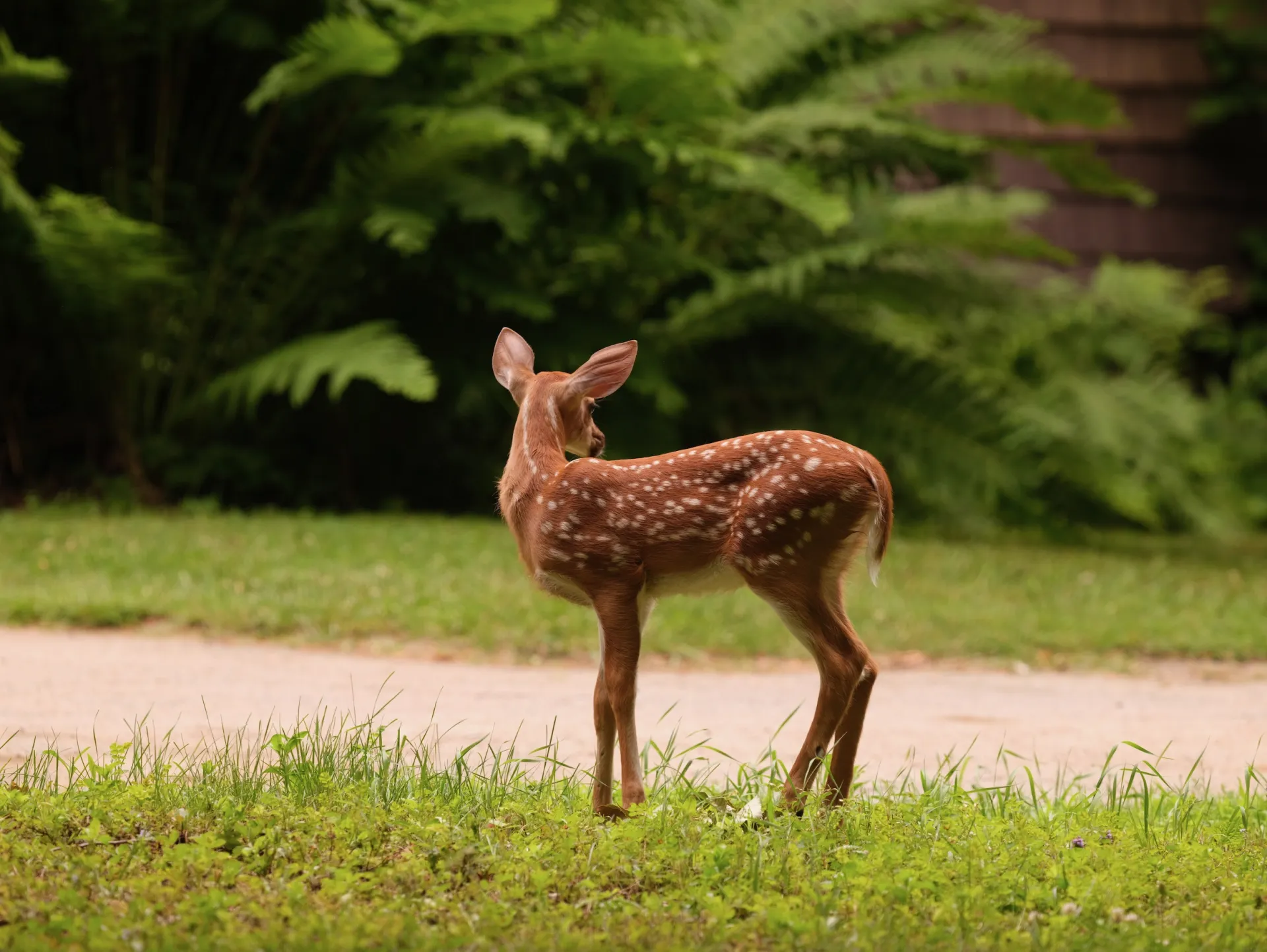 A fawn in front of a dark, grassy and treed background.